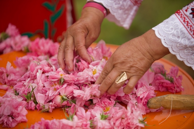 来自保加利亚的玫瑰芬芳 阿芙精油与你相惜“香”伴