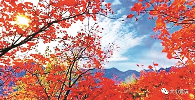 又到秋色尽染时，看红叶你去哪儿？